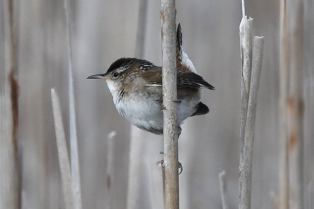 Wren, Marsh, 2017-05085540 Parker River NWR, MA.JPG - Marsh Wren. Parker River National Wildlife Refuge, MA, 5-8-2017